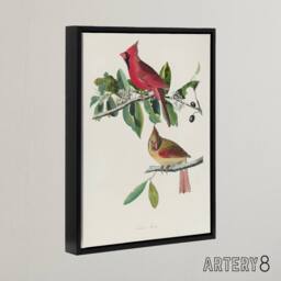 "Artery8 Cardinal Grosbeak Bird Audubon Nature Black Framed Canvas Wall Art in White - Size: W12"" x H16""" - thumbnail 2