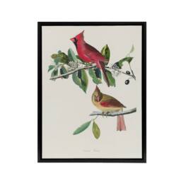 "Artery8 Cardinal Grosbeak Bird Audubon Nature Black Framed Canvas Wall Art in White - Size: W12"" x H16""" - thumbnail 1
