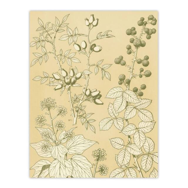 "Artery8 Wild Rose Ivy Blackberry Botanical Jones Vintage Wall Art Print Poster in Beige - Size: W12"" x H16""" - image 1