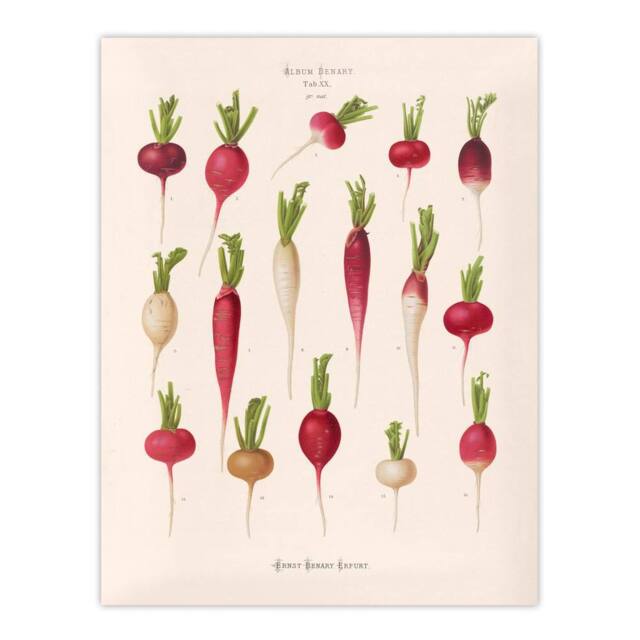 "Artery8 Radishes from Album Benary Ernst Benary Wall Art Poster Print in White - Size: W18"" x H24""" - image 1