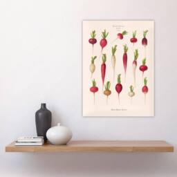 "Artery8 Radishes from Album Benary Ernst Benary Wall Art Poster Print in White - Size: W18"" x H24""" - thumbnail 4
