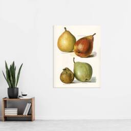 "Artery8 Four Pear Varieties Vintage Illustration Wright Wall Art Poster Print in White - Size: W12"" x H16""" - thumbnail 4