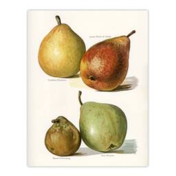 "Artery8 Four Pear Varieties Vintage Illustration Wright Wall Art Poster Print in White - Size: W12"" x H16""" - thumbnail 1