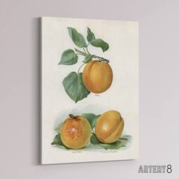 "Artery8 Vintage Fruit Illustration of Apricots Wright Canvas Wall Art Print in White - Size: W12"" x H16""" - thumbnail 2
