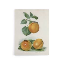 "Artery8 Vintage Fruit Illustration of Apricots Wright Canvas Wall Art Print in White - Size: W12"" x H16""" - thumbnail 1