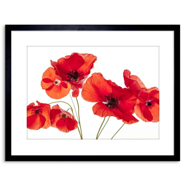 "Artery8 Wall Art Print Photo Nature Flower Poppy Heads Red Petals Artwork Framed 9X7 Inch in Black - Size: W7"" x H9""" - image 1