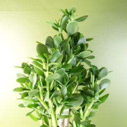 Leaf Artificial Deluxe 75cm Green Jade Plant - thumbnail 2