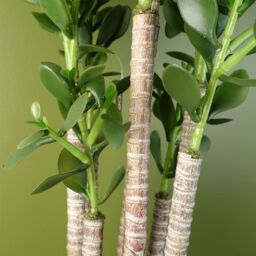 Leaf Artificial Deluxe 75cm Green Jade Plant - thumbnail 3