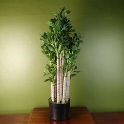 Leaf Artificial Deluxe 75cm Green Jade Plant