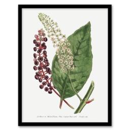Artery8 Francis Sansom American Pokeweed Vintage Botanical Framed Art Print in White - Size: A4 - thumbnail 1