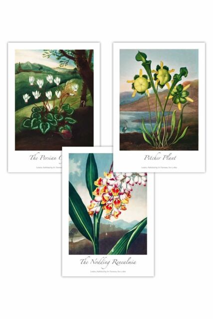 ARTZE Set of 3 Vintage Botanical Medicinal Flowers Art Posters in Green - Size: W50 cm x H70 cm - image 1