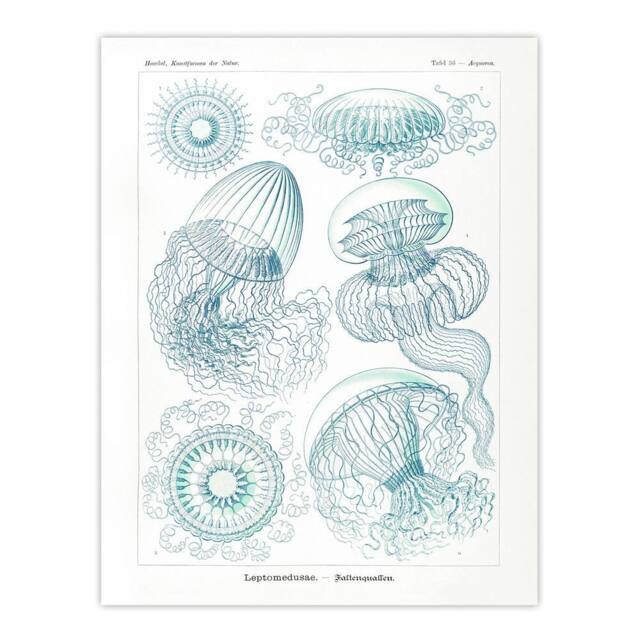 "Artery8 Aequoreidae Jellyfish Marine Life Species Haeckel Wall Art Print in White - Size: W18"" x H24""" - image 1