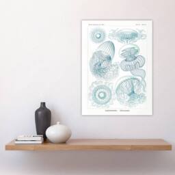 "Artery8 Aequoreidae Jellyfish Marine Life Species Haeckel Wall Art Print in White - Size: W18"" x H24""" - thumbnail 4