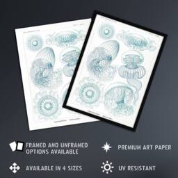 "Artery8 Aequoreidae Jellyfish Marine Life Species Haeckel Wall Art Print in White - Size: W18"" x H24""" - thumbnail 2