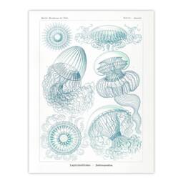 "Artery8 Aequoreidae Jellyfish Marine Life Species Haeckel Wall Art Print in White - Size: W18"" x H24""" - thumbnail 1