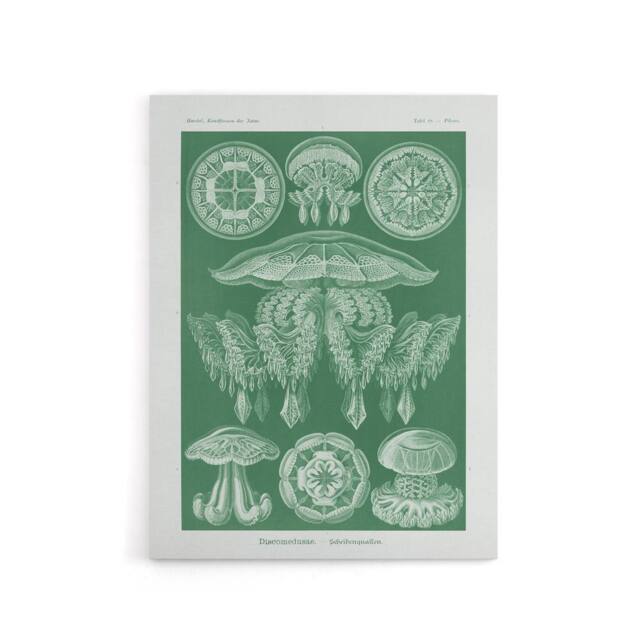 "Artery8 Discomedusae Jellyfish Species Haeckel Botanical Canvas Wall Art in Green - Size: W18"" x H24""" - image 1