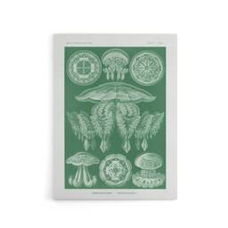 "Artery8 Discomedusae Jellyfish Species Haeckel Botanical Canvas Wall Art in Green - Size: W18"" x H24""" - thumbnail 1