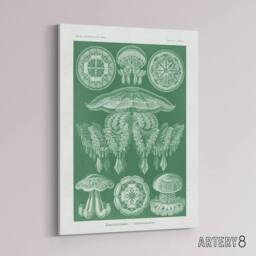 "Artery8 Discomedusae Jellyfish Species Haeckel Botanical Canvas Wall Art in Green - Size: W18"" x H24""" - thumbnail 2