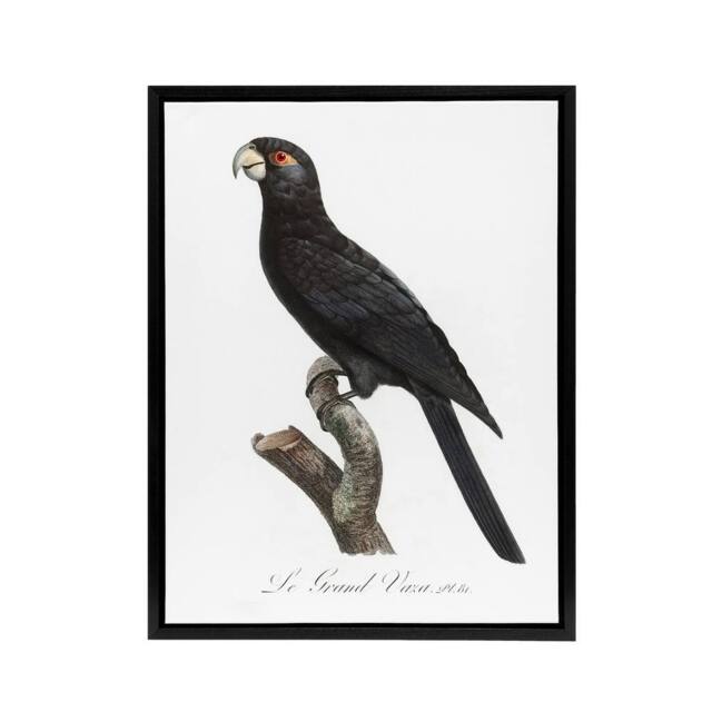 "Artery8 The Greater Vasa Parrot Francois Levaillant Framed Canvas Wall Art in White - Size: W12"" x H16""" - image 1