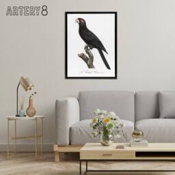 "Artery8 The Greater Vasa Parrot Francois Levaillant Framed Canvas Wall Art in White - Size: W12"" x H16""" - thumbnail 3