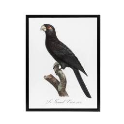 "Artery8 The Greater Vasa Parrot Francois Levaillant Framed Canvas Wall Art in White - Size: W12"" x H16""" - thumbnail 1