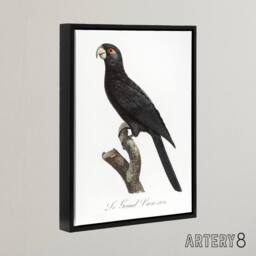 "Artery8 The Greater Vasa Parrot Francois Levaillant Framed Canvas Wall Art in White - Size: W12"" x H16""" - thumbnail 2
