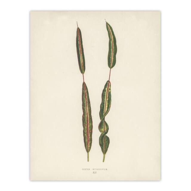 "Artery8 Vintage Botanical Croton Interruptum Leaf Fawcett Wall Art Poster in Beige - Size: W18"" x H24""" - image 1