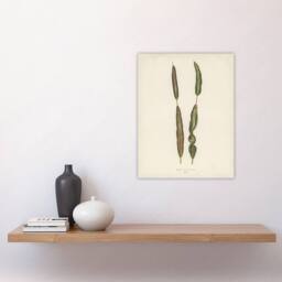 "Artery8 Vintage Botanical Croton Interruptum Leaf Fawcett Wall Art Poster in Beige - Size: W18"" x H24""" - thumbnail 4