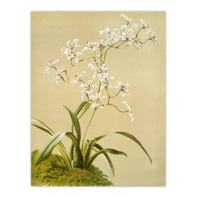 "Artery8 Frederick Sander Odontoglossum Ramosissimum Orchid Wall Art Print - Size: W12"" x H16""" - image 1