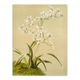 "Artery8 Frederick Sander Odontoglossum Ramosissimum Orchid Wall Art Print - Size: W12"" x H16""" - thumbnail 1