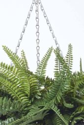 Homescapes Boston Fern Artificial Hanging Basket, 65 cm in Green - thumbnail 5