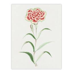 "Artery8 Carnation Flower Vintage Japan Wall Art Print Japanese Botanical in Blue - Size: W24"" x H32""" - thumbnail 1