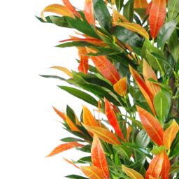Leaf Artificial Ficus Tree Plant Red Green Ficus 130cm Real Wood Trunk Realistic Botanik - thumbnail 3