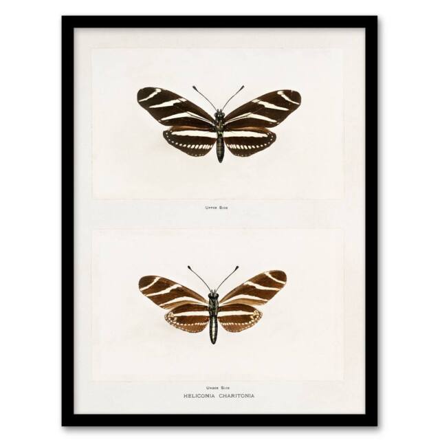 Artery8 Sherman Denton Framed Wall Art Print Zebra Longwing Butterfly in White - Size: A4 - image 1