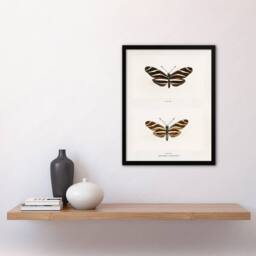 Artery8 Sherman Denton Framed Wall Art Print Zebra Longwing Butterfly in White - Size: A4 - thumbnail 2