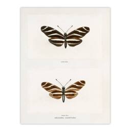 Artery8 Sherman Denton Framed Wall Art Print Zebra Longwing Butterfly in White - Size: A4 - thumbnail 3