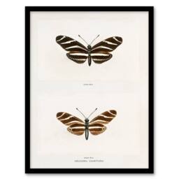 Artery8 Sherman Denton Framed Wall Art Print Zebra Longwing Butterfly in White - Size: A4 - thumbnail 1