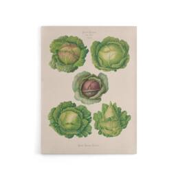 "Artery8 Cabbages Botanical Kitchen Ernst Benary Canvas Wall Art Print in White - Size: W24"" x H32""" - thumbnail 1