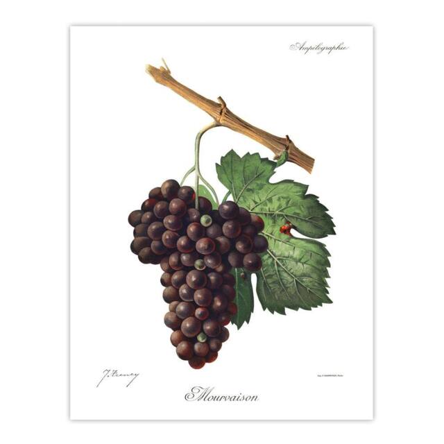 "Artery8 Wine Grapes Mourvaison Ampelography Troncy Wall Art Print Poster in White - Size: W24"" x H32""" - image 1