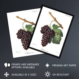 "Artery8 Wine Grapes Mourvaison Ampelography Troncy Wall Art Print Poster in White - Size: W24"" x H32""" - thumbnail 2