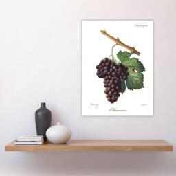 "Artery8 Wine Grapes Mourvaison Ampelography Troncy Wall Art Print Poster in White - Size: W24"" x H32""" - thumbnail 4