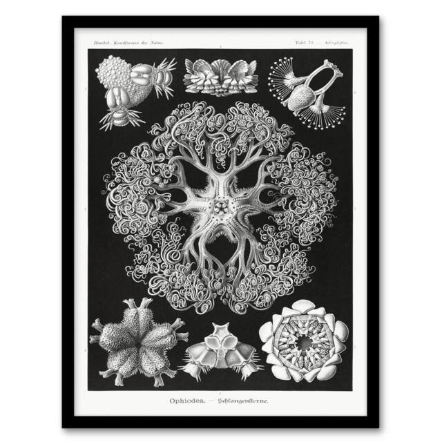 Artery8 Ernst Haeckel Framed Wall Art Ophiodea Brittle Stars Illustration in Black - Size: A4 - image 1
