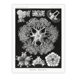 Artery8 Ernst Haeckel Framed Wall Art Ophiodea Brittle Stars Illustration in Black - Size: A4 - thumbnail 3