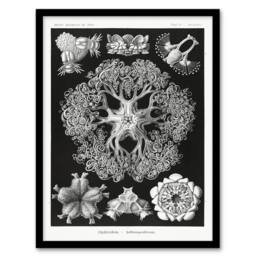 Artery8 Ernst Haeckel Framed Wall Art Ophiodea Brittle Stars Illustration in Black - Size: A4 - thumbnail 1