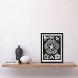 Artery8 Ernst Haeckel Framed Wall Art Ophiodea Brittle Stars Illustration in Black - Size: A4 - thumbnail 2