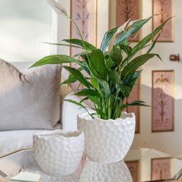 Royal Botanic Gardens Kew Kew Botanical Textured White Planter H17cm D21cm - Ceramic - Textured - Premium Quality - thumbnail 1