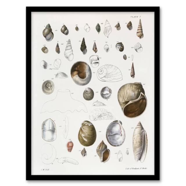 Artery8 James De Kay Seashell Variety Illustration Framed Wall Art Print in White - Size: A4 - image 1