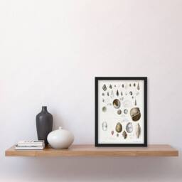 Artery8 James De Kay Seashell Variety Illustration Framed Wall Art Print in White - Size: A4 - thumbnail 4