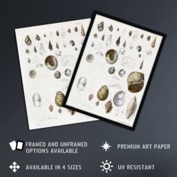 Artery8 James De Kay Seashell Variety Illustration Framed Wall Art Print in White - Size: A4 - thumbnail 2