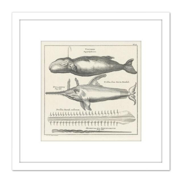 Artery8 Spyck Sperm Whale Sawfish Nature Study Drawing 8X8 Inch Square Wooden Framed Wall Art Print Picture with Mount in White - image 1